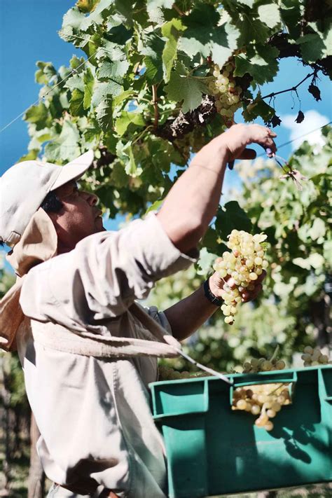 weingut riehen|Weingut Riehen 